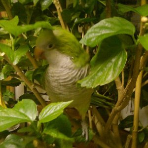 Cheech In A Hibiscus Tree