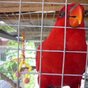 Red Lory