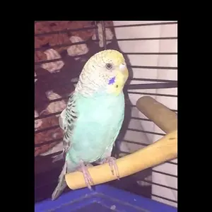 Budgie2.webp