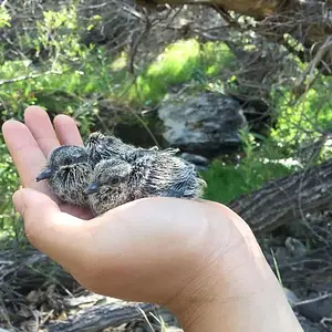 baby doves.webp