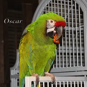 Oscar_2.webp