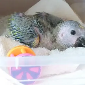 Baby Amazon Parrot 012.webp