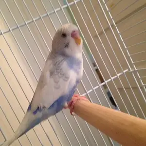 Budgie cere.webp