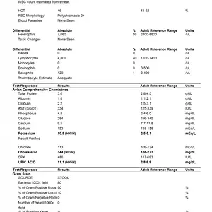 Bloodwork Results.webp