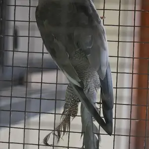 cockatiel 1.webp