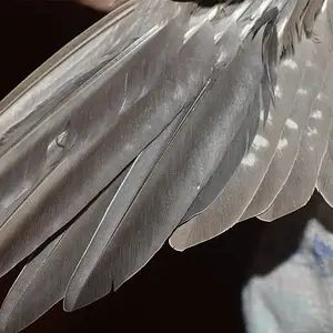 cockatiel 2.webp