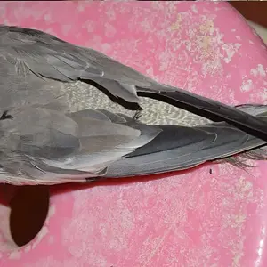 cockatiel 3.webp