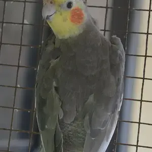 cockatiel 4.webp