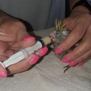 Tiki eatting one of his first meals with his new 2nd parents!.webp