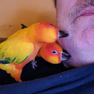 Getting preened by two sun conures!!!.webp