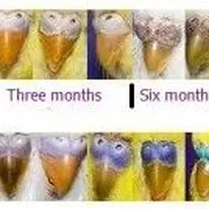 A-budgies-sex-difference-with-color-differences-on-their-ceres-300x134.webp