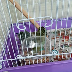 Budgies _eating_post.milet.webp