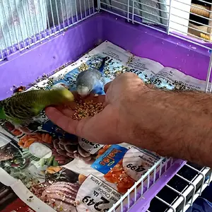 Budgies eating out of hand_12-31-21_cropped (Custom).webp