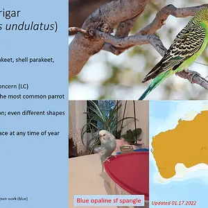 budgerigar.webp