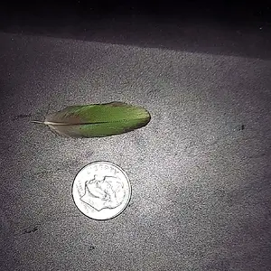 tiny feather.webp