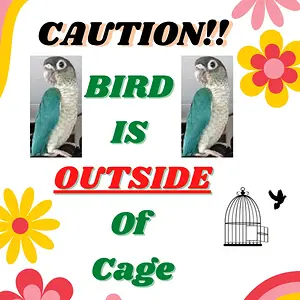 BIRD IS OUTSIDE Of Cage_PNG.webp