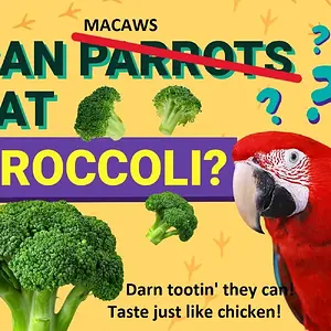 PetKeen_Can-Parrots-Eat_broccoli.webp