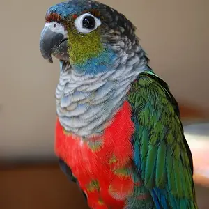 Crimson bellied conure.webp