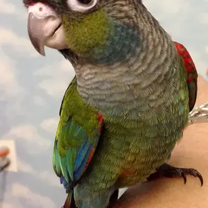 Crimson bellied conure baby.webp