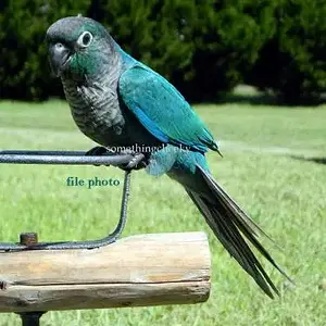 Turquoise-Green-cheek-conure.webp