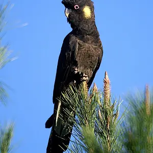 Calyptorhynchus_funereus_(male)_-Wamboin-8.webp