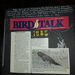 bird talk baby.webp