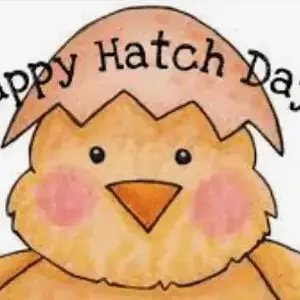 hatchday.webp