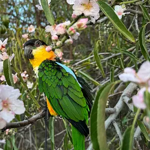 Birb in tree