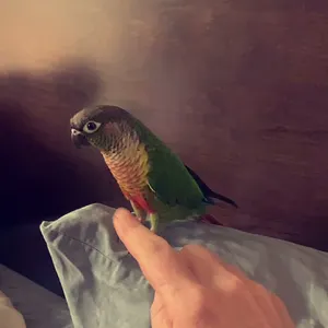 Mojito’s latest trick