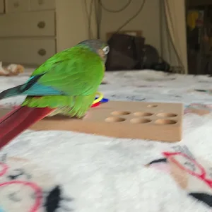 Working hard for treats at a game of ring toss