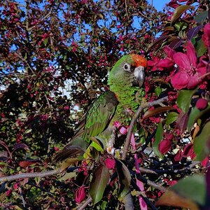 Sammy with blooming flowers