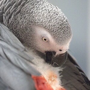 Preening