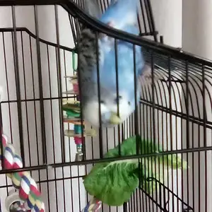 Ollie McBudgie