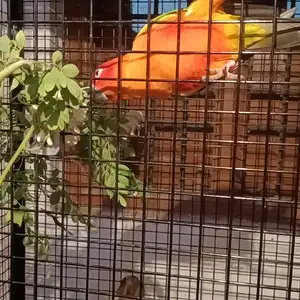 Sun Conures.mp4