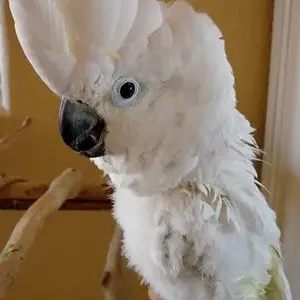 Gof:cockatoo.webp