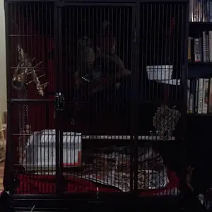 Lina New Cage 2.webp