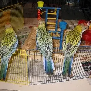 Rosellas back view 7-2-04.webp