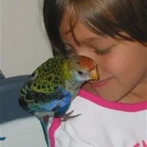 Rosella snuggle Alina.webp