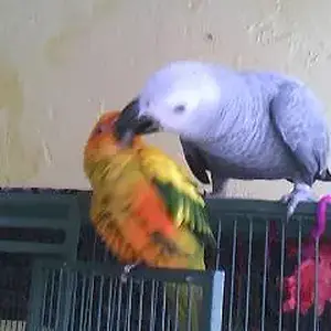 Maui and KiKi kissing.webp