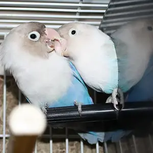 lovebirds1 (1).webp