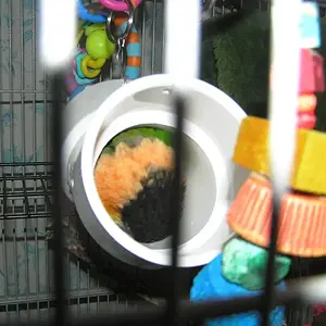 leroy sleeping in pvc pipe July 2011 003.webp