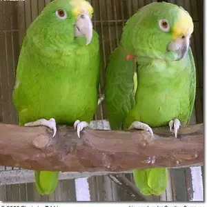 panamaamazonparrots.webp