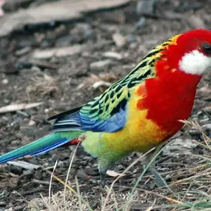 Eastern Rosella.webp