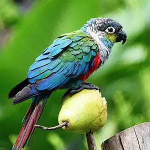 blue conure.webp