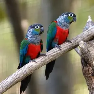 blue conure.webp