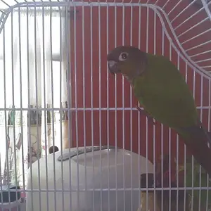 Green Cheek Conure.webp