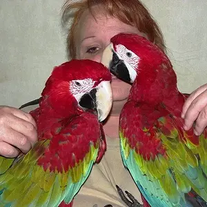 Deb Macaws.webp