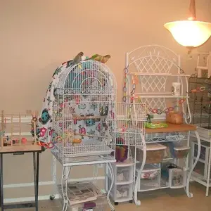 bird room 2.webp