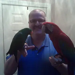 GW Neleno, Eclectus Guapo.webp