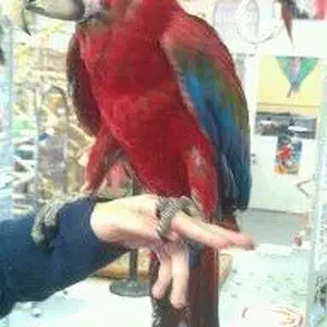 macaw.webp